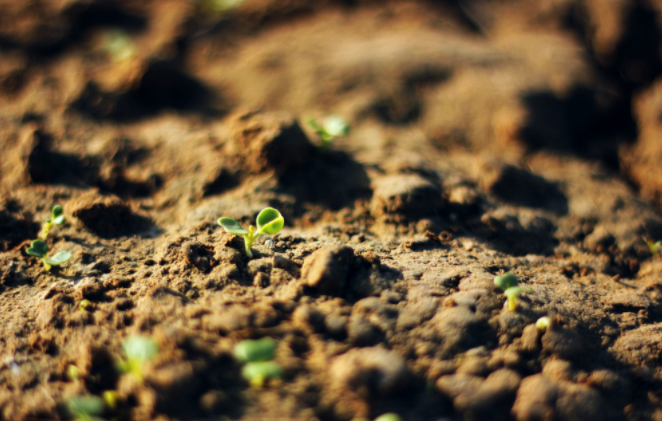 種子發(fā)芽箱溫度怎樣設(shè)定？種子發(fā)芽箱使用說(shuō)明