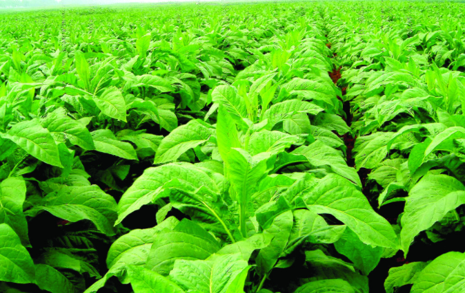 手機也能觀察大田情況？植物養(yǎng)分測定儀給你做指導