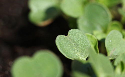 城市綠化工程土壤儀器設(shè)備方案